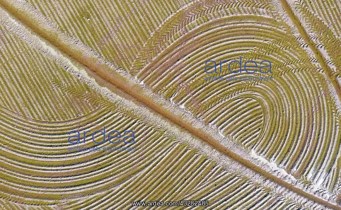 : Detail of a flooded rice field in May. The tracks : Detail of a flooded rice field in May. The tracks