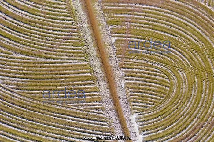 : Detail of a flooded rice field in May. The tracks : Detail of a flooded rice field in May. The tracks