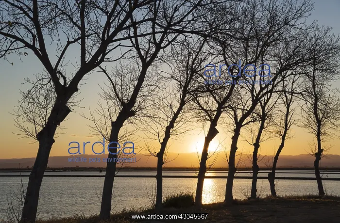 : Flooded rice field at sunset - environs of the Ebro : Flooded rice field at sunset - environs of the Ebro