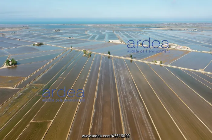  : Flooded rice fields in May. Aerial view. Drone shot