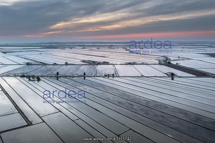  : Flooded rice fields in May at daybreak. Aerial view