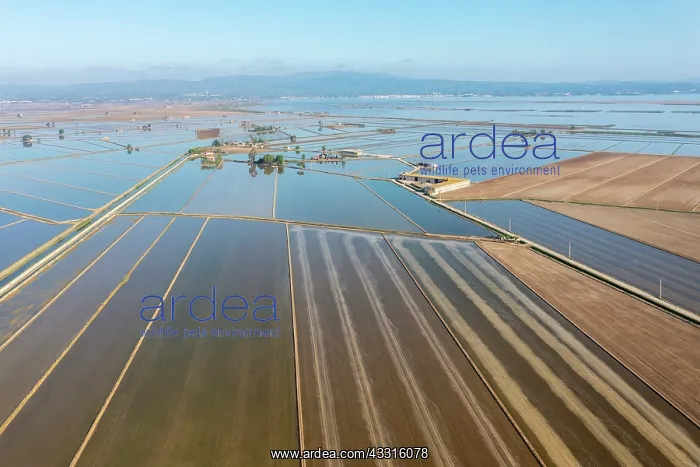 : Flooded rice fields in May. The tracks are caused : Flooded rice fields in May. The tracks are caused