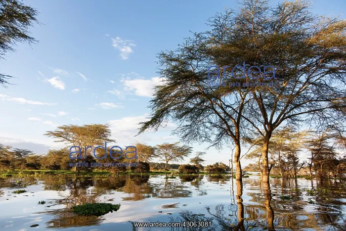 : Flooded shoreline of Lake Naivasha and the : Flooded shoreline of Lake Naivasha and the