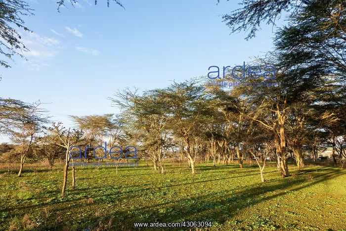 : Flooded shoreline of Lake Naivasha and the : Flooded shoreline of Lake Naivasha and the