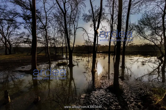 : Flooded Waters : Flooded Waters