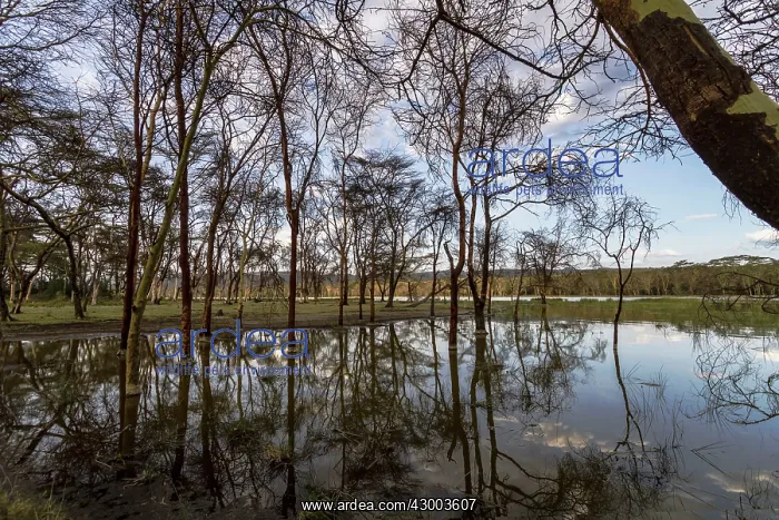 : Flooded Waters : Flooded Waters