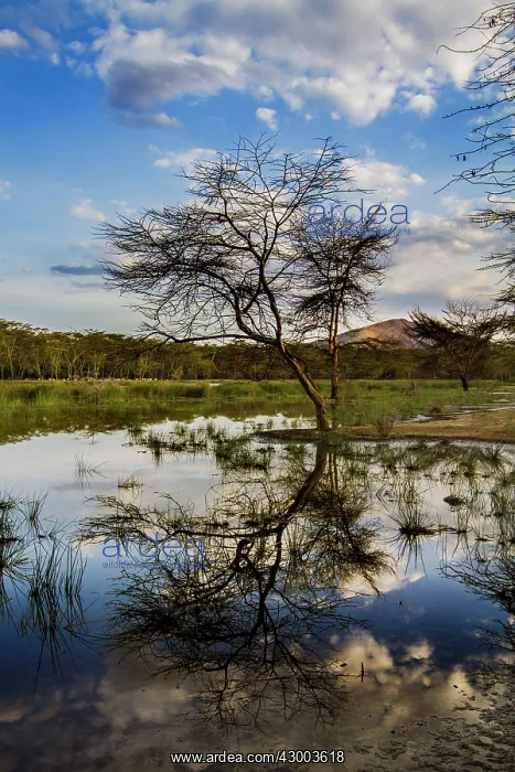 : Flooded Waters : Flooded Waters