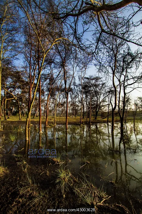 : Flooded Waters : Flooded Waters