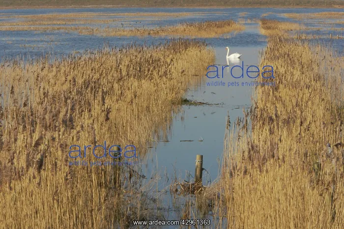 : Flooded Winter Washes - with Mute Swan (Cygnus Olor) : Flooded Winter Washes - with Mute Swan (Cygnus Olor)