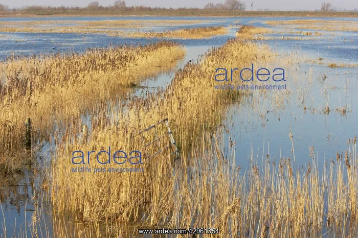 : Flooded Winter Washes - Welney WWT Reserve : Flooded Winter Washes - Welney WWT Reserve