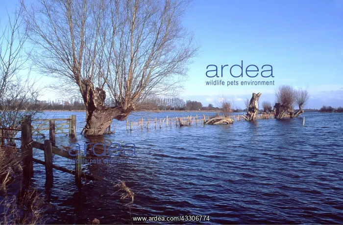 : FLOODING : FLOODING