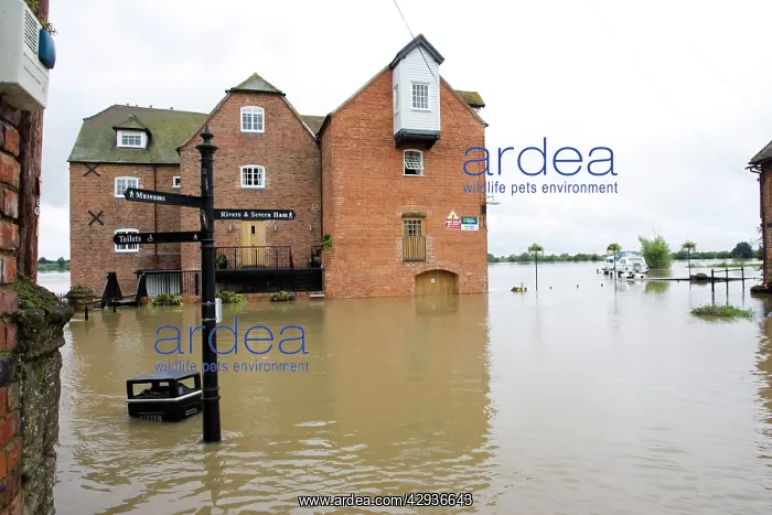 : Flooding - Abbey Mill surrounded by flood River : Flooding - Abbey Mill surrounded by flood River
