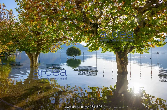  : Flooding alpine lake Lago Maggiore with trees and