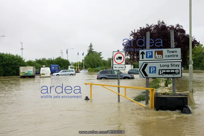 : Flooding - Cars partly submerged in flooded car : Flooding - Cars partly submerged in flooded car