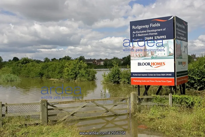 : Flooding - Large bill board adverting exclusive : Flooding - Large bill board adverting exclusive