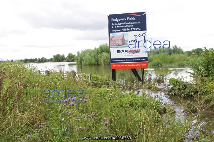 : Flooding - Large bill board adverting exclusive : Flooding - Large bill board adverting exclusive