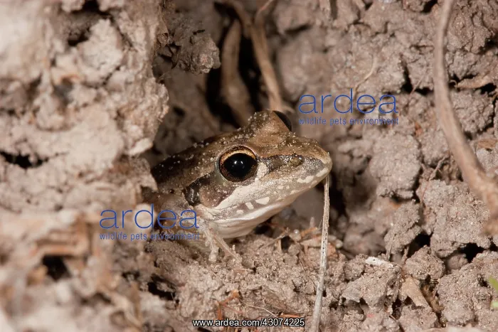 : Floodplain Frog : Floodplain Frog