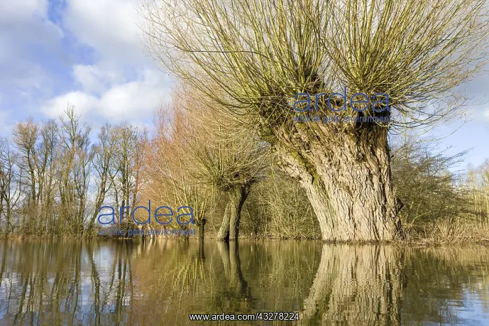 : Floodplain of river IJssel with Willows (Salix : Floodplain of river IJssel with Willows (Salix