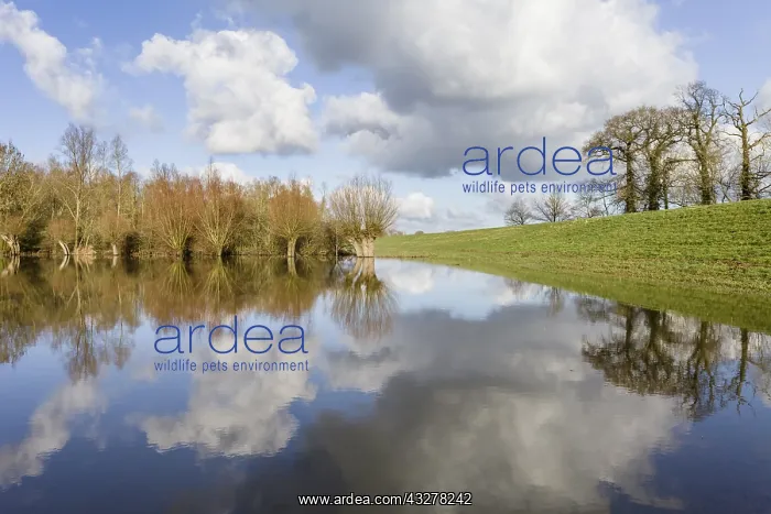 : Floodplain of river IJssel with Willows (Salix : Floodplain of river IJssel with Willows (Salix