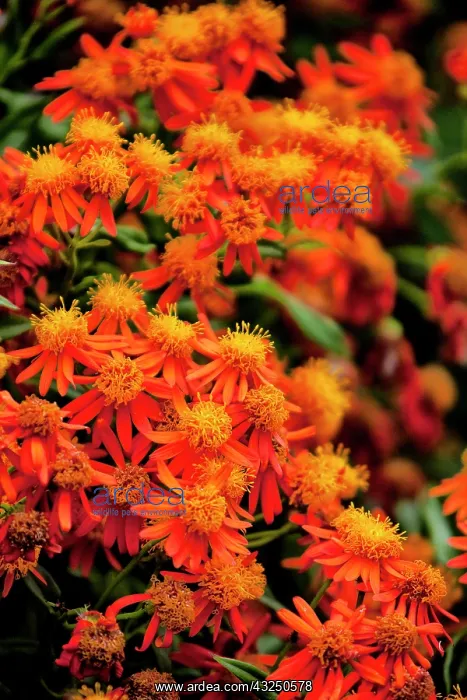 : Flora along the Beach at Spanish Wells in : Flora along the Beach at Spanish Wells in