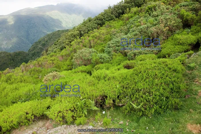 : Flora - on Paul de Serra Plateau at 1500 meters high : Flora - on Paul de Serra Plateau at 1500 meters high