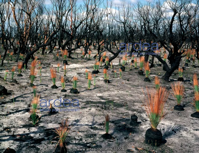 : Flora regeneration seven weeks after fire Leaves : Flora regeneration seven weeks after fire Leaves