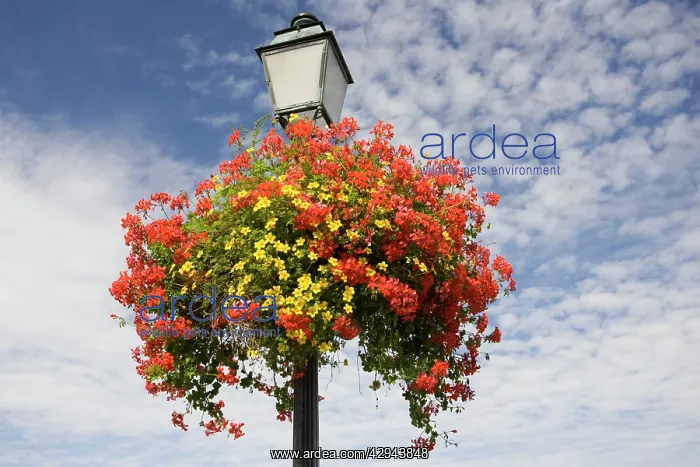 : Floral display on French lampost aingst blue sky : Floral display on French lampost aingst blue sky