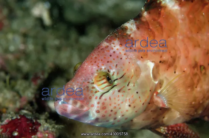 : Floral Wrasse Boulders dive site, Horseshoe Bay : Floral Wrasse Boulders dive site, Horseshoe Bay