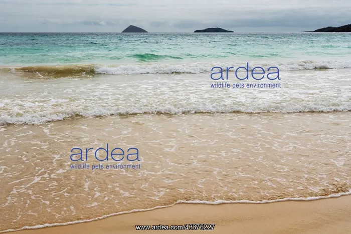 : Floreana Island, Galapagos islands, Ecuador : Floreana Island, Galapagos islands, Ecuador