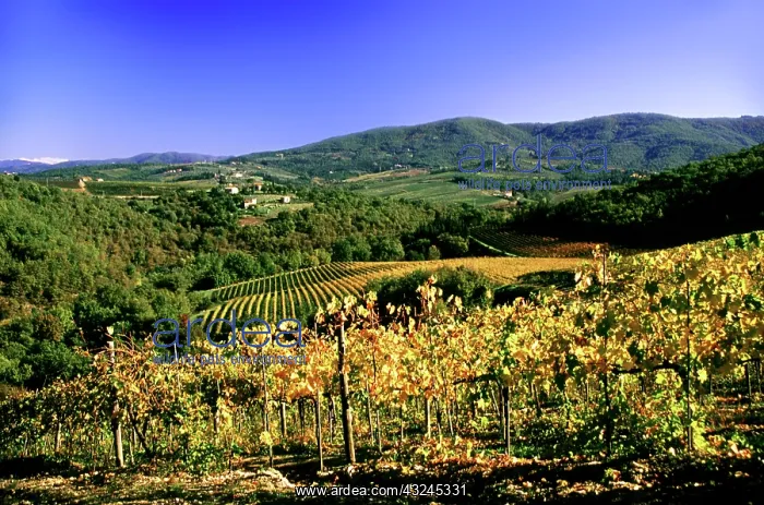 : Florence, Italy. A vinyard in the Chianti : Florence, Italy. A vinyard in the Chianti