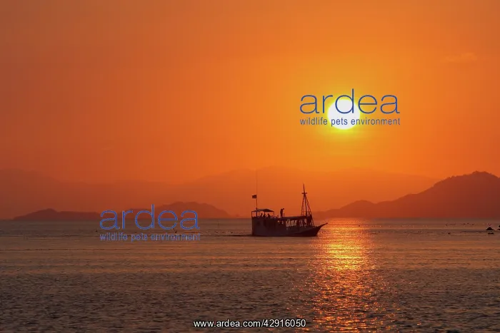 : Flores Island - showing boat transport to island at sunset : Flores Island - showing boat transport to island at sunset