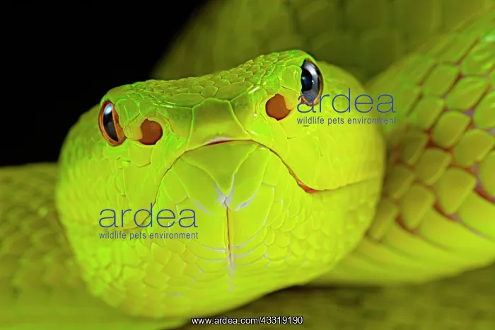 : Flores Pit Viper (Trimeresurus insularis), animal : Flores Pit Viper (Trimeresurus insularis), animal