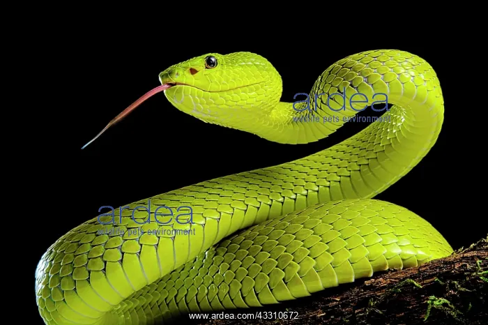 : Flores Pit Viper (Trimeresurus insularis), captive : Flores Pit Viper (Trimeresurus insularis), captive