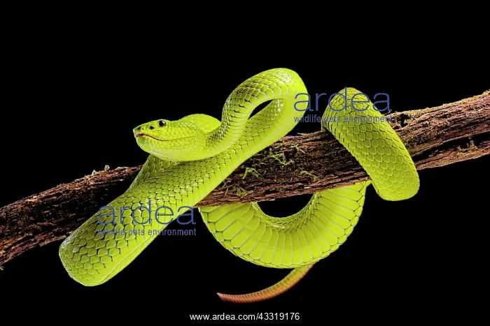 : Flores Pit Viper (Trimeresurus insularis), captive : Flores Pit Viper (Trimeresurus insularis), captive