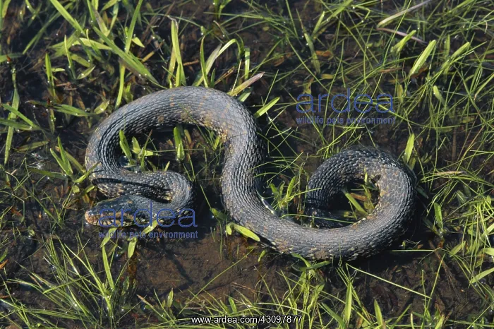 : Florida Banded Water Snake : Florida Banded Water Snake