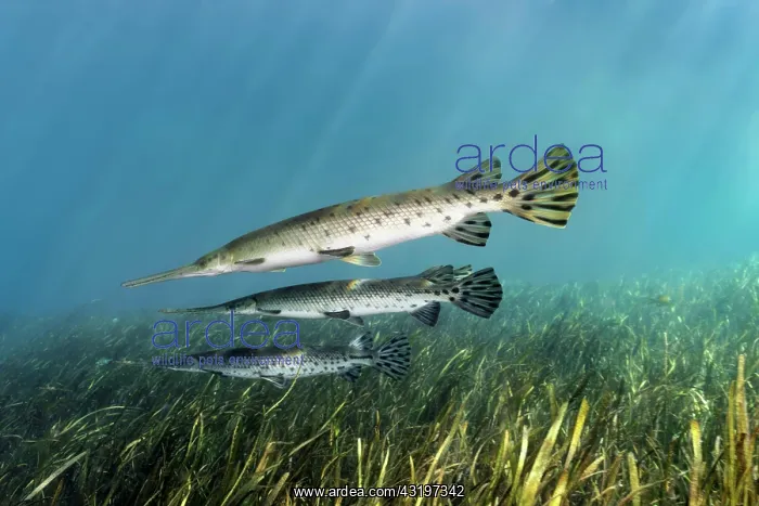 : Florida Bone Pike (Lepisosteus platyrhincus), three : Florida Bone Pike (Lepisosteus platyrhincus), three