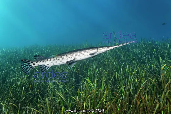 : Florida Bone Pike (Lepisosteus platyrhincus), swimming : Florida Bone Pike (Lepisosteus platyrhincus), swimming