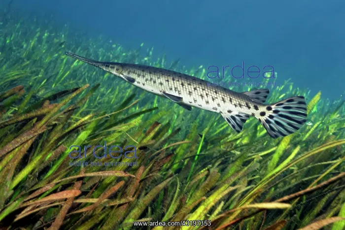 : Florida Bone Pike (Lepisosteus platyrhincus), swimming : Florida Bone Pike (Lepisosteus platyrhincus), swimming