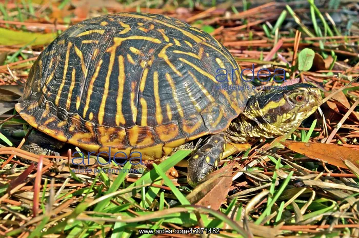 : Florida Box Turtle : Florida Box Turtle