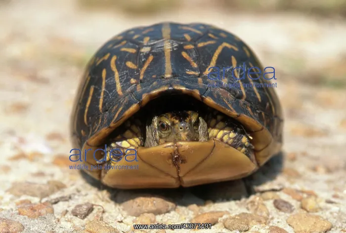 : Florida Box Turtle : Florida Box Turtle