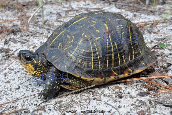 : Florida Box Turtle : Florida Box Turtle