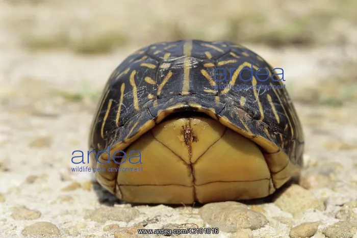 : Florida Box Turtle : Florida Box Turtle