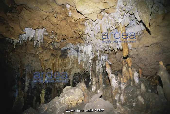 : Florida Caverns State Park : Florida Caverns State Park