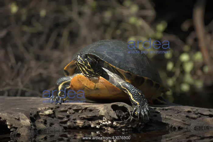 : Florida Cooter : Florida Cooter