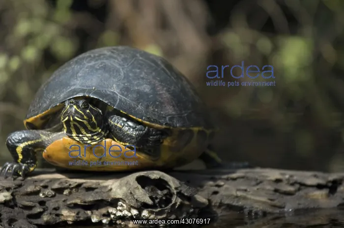 : Florida Cooter : Florida Cooter