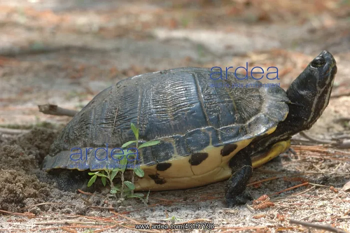 : Florida Cooter (Chrysemys floridana) nesting : Florida Cooter (Chrysemys floridana) nesting