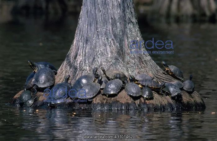 : Florida Cooters : Florida Cooters