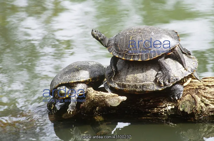 : Florida Cooters (Pseudemys floridana) : Florida Cooters (Pseudemys floridana)