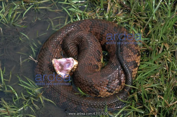 : Florida Cottonmouth : Florida Cottonmouth