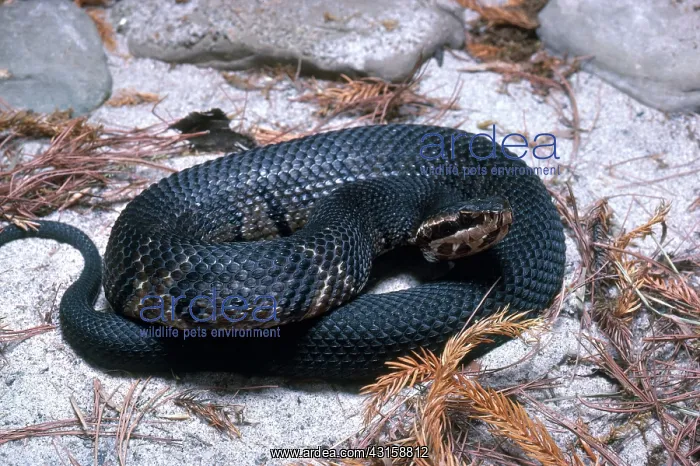 : Florida Cottonmouth : Florida Cottonmouth